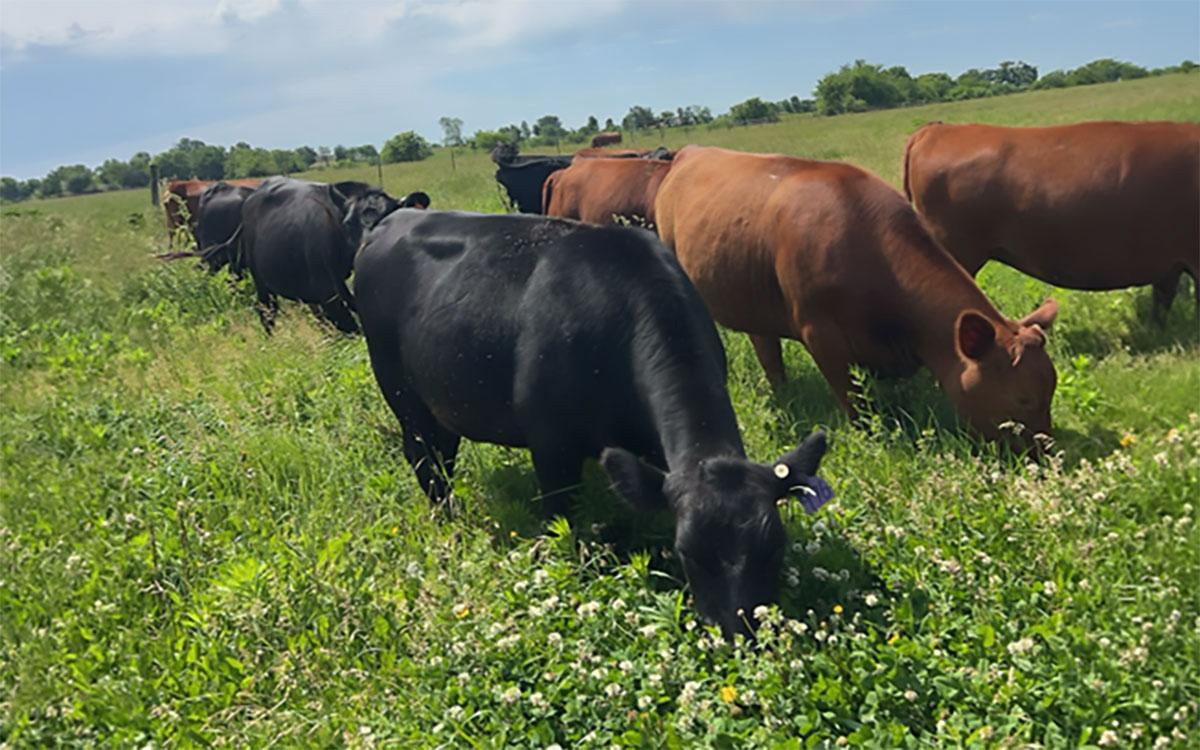 diverse pasture systems