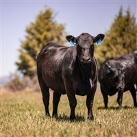 An Angus cow standing looking up will the rest of the herd grazes in a pasture.