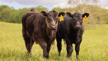 Calves on grass