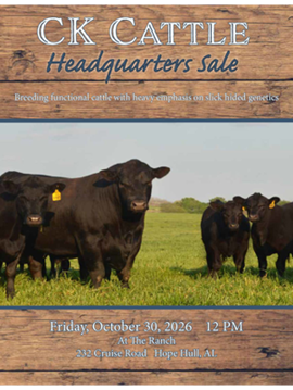 CK Cattle