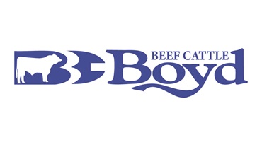 Boyd Beef Cattle
