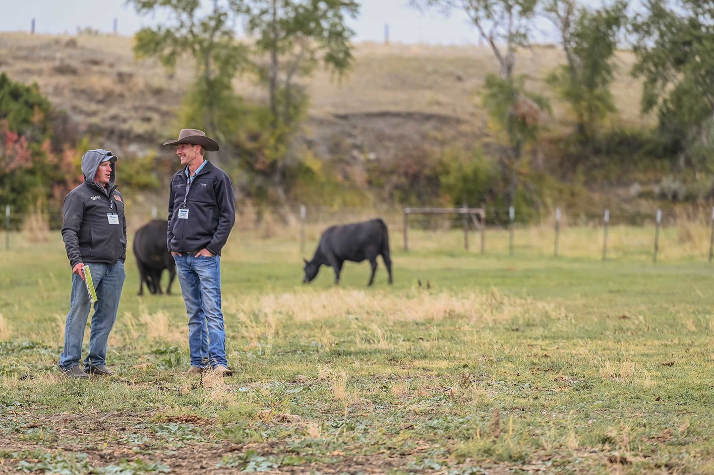 Two men talk in a field with a fence and cattle behind them