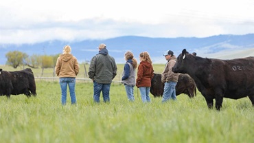 Group of people standing in a green pasture of Angus cattle.