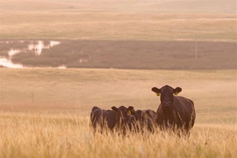 Cow standing in a pasture in the Flint Hills at sunset.