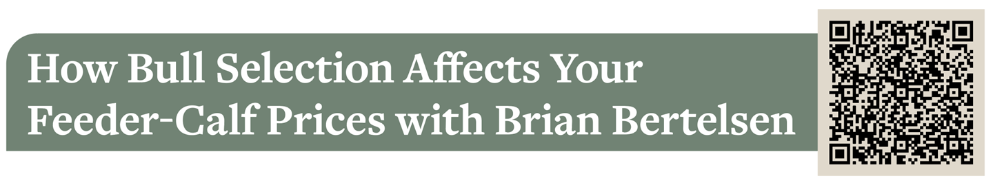 How Bull Selection Affects Your  Feeder-Calf Prices with Brian Bertelsen