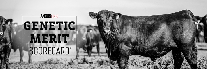 Bull with Genetic Merit Scorecard Logo