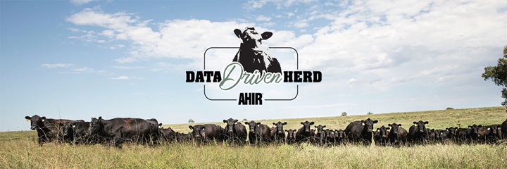 A pasture filled with black Angus cattle grazing underneath an open sky.