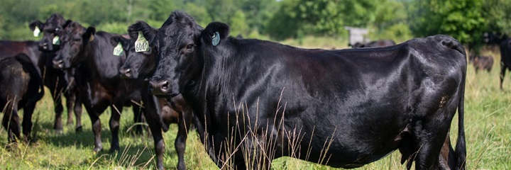 Black Angus cow in green pasture amongst other cows