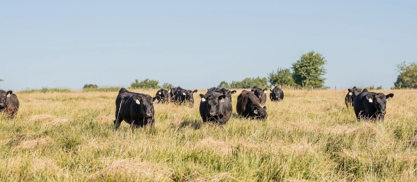 heifers on pasture