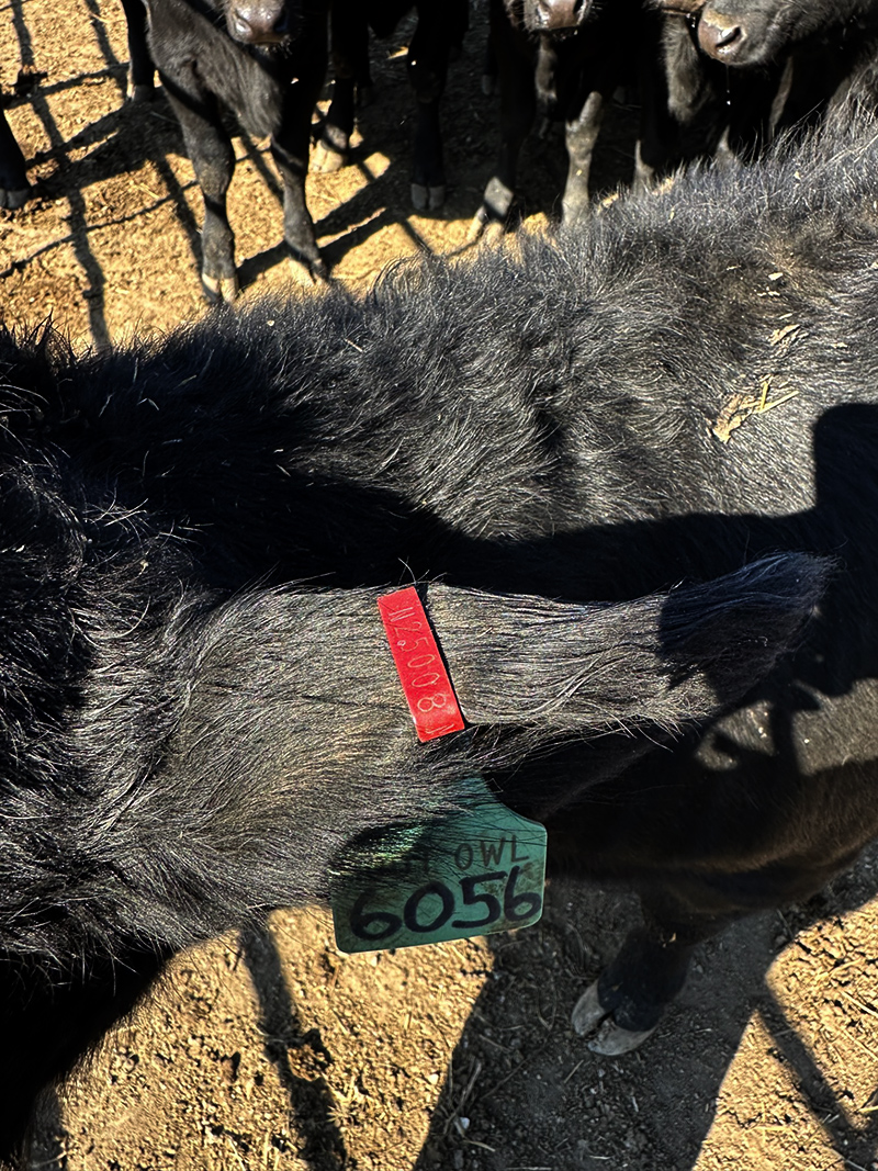 Heifer with Bang's tg