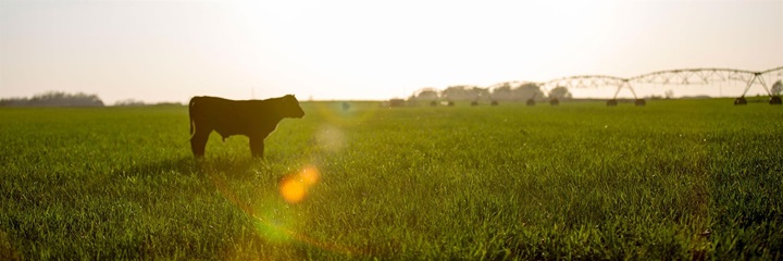 Cow standing in a green pasture  looking ahead in a field with an irrigation system.