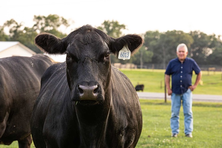 An Angus cow in the left foreground with a man standing behind and to the right 