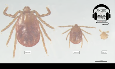 Adult, lymphal and larval Asian longhorned tick.