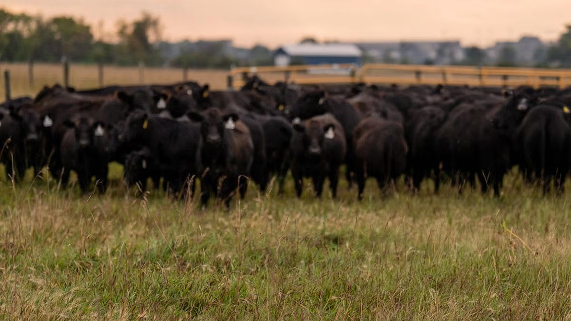 cattle