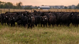 cattle
