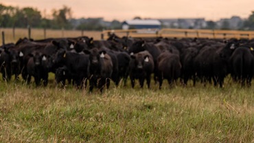 cattle