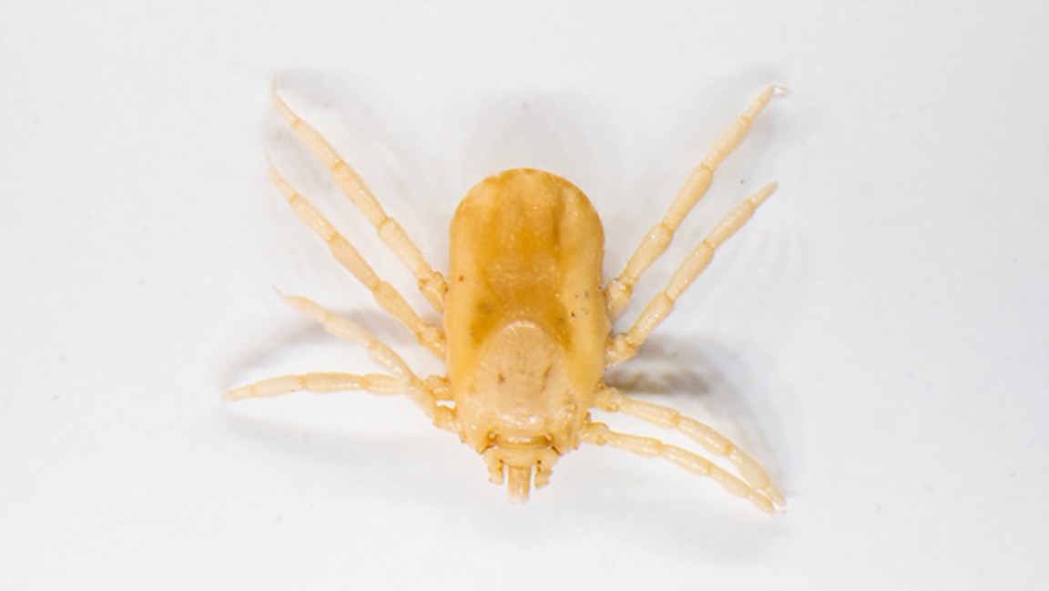 Rhipicephalus Boophilus Microplus