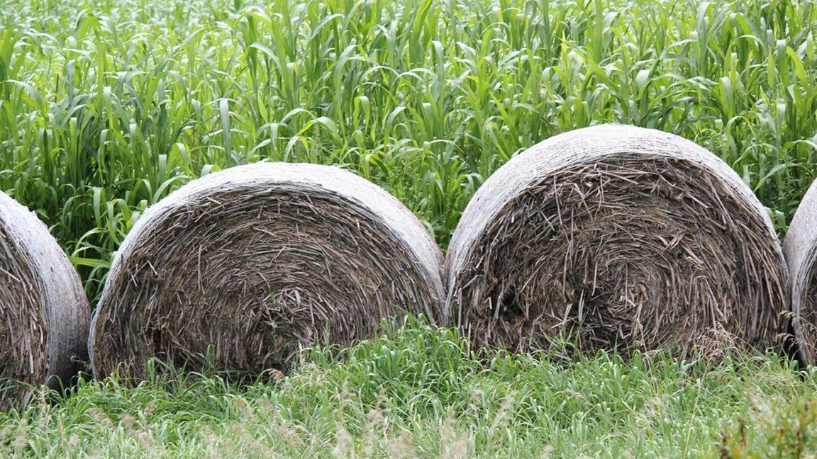 hay in a field