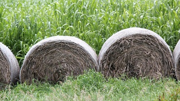 hay in a field