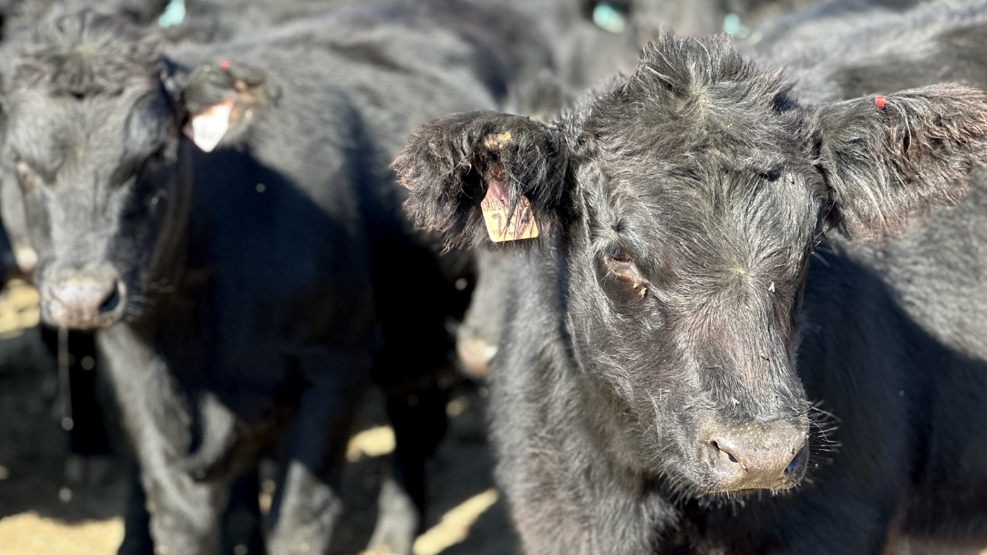 Heifer with Bang's tg