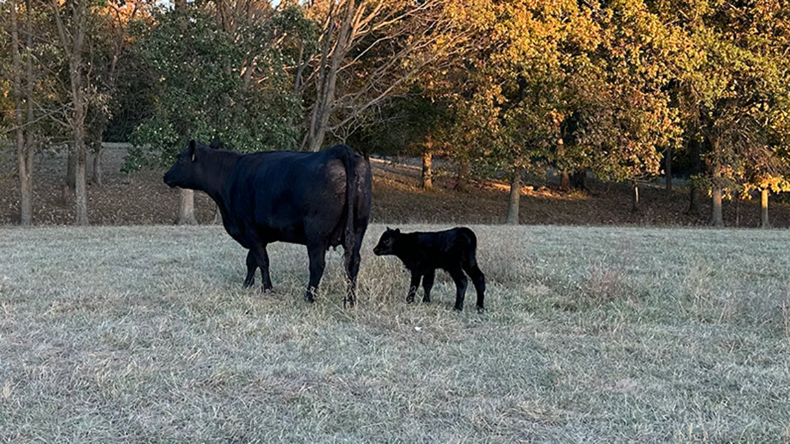 cow and calf