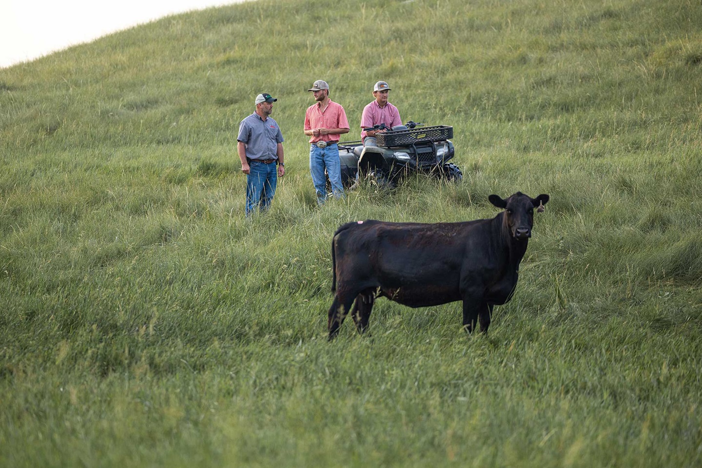 Three men, one on a 4 wheeler, stand behind a cow in a field