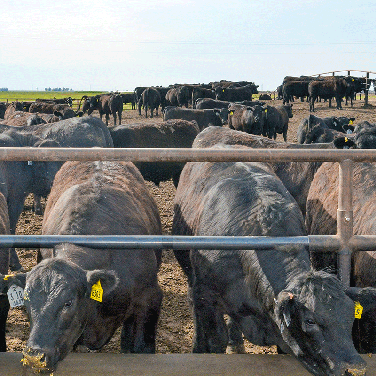 ightweight feeders at bunk