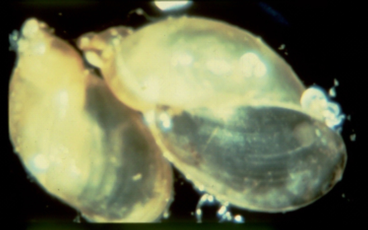 Liver flukes begin their life cycle in snails. [Photos by James Hawkins.]