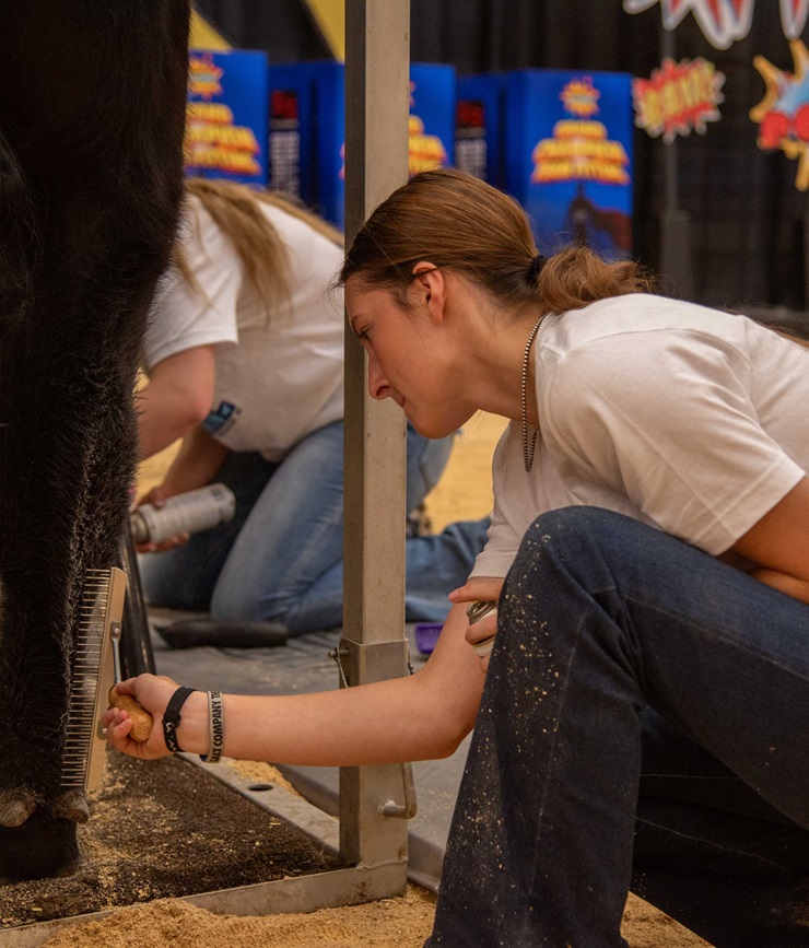 A girl grooms and Angus cow