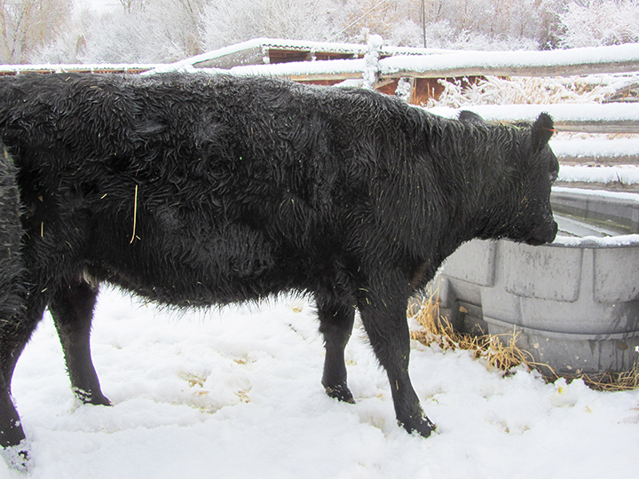 Photo By Heather Smith Thomas. A tank heater keeps this waterer clear of ice for heifers to drink.