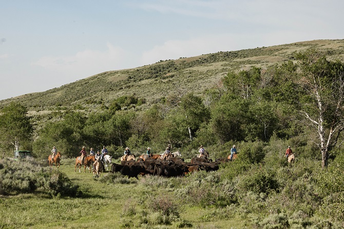 cattle drive