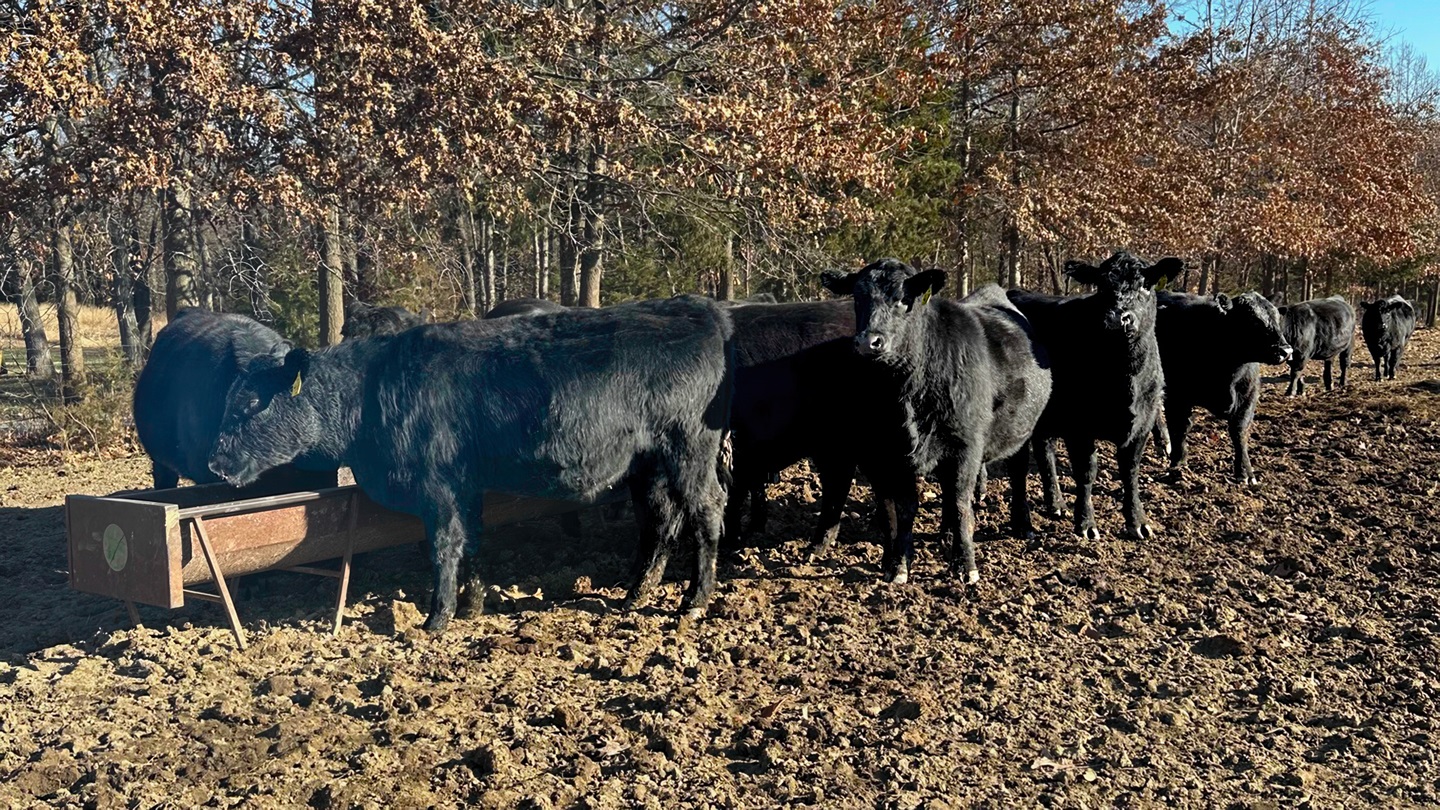 heifers at bunk