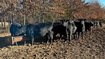 heifers at bunk