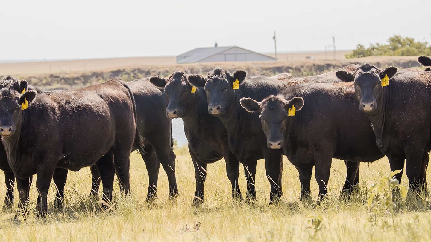 Angus cattle in field