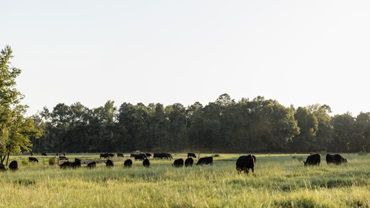 cattle on pasture