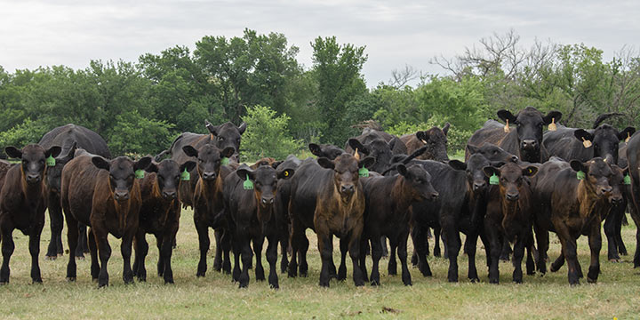 cows