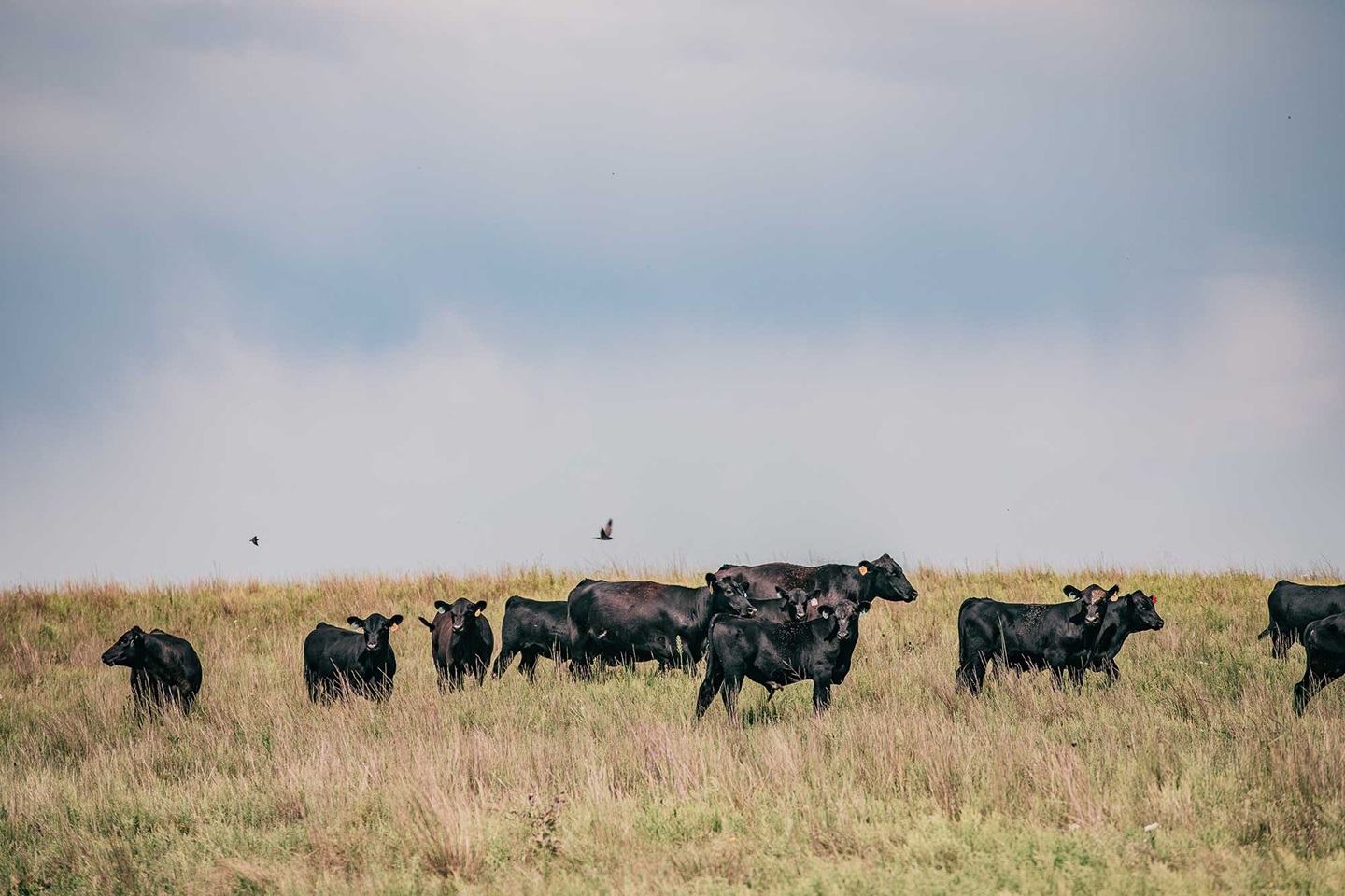 A large group of Angus cows walking alongside a ridge line in a pasture.