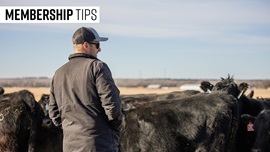 0126-membertips1x1
