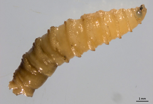 The screwworm larvae, or maggots, feed off the living tissue of mammals. (Heather Walden/University of Florida)