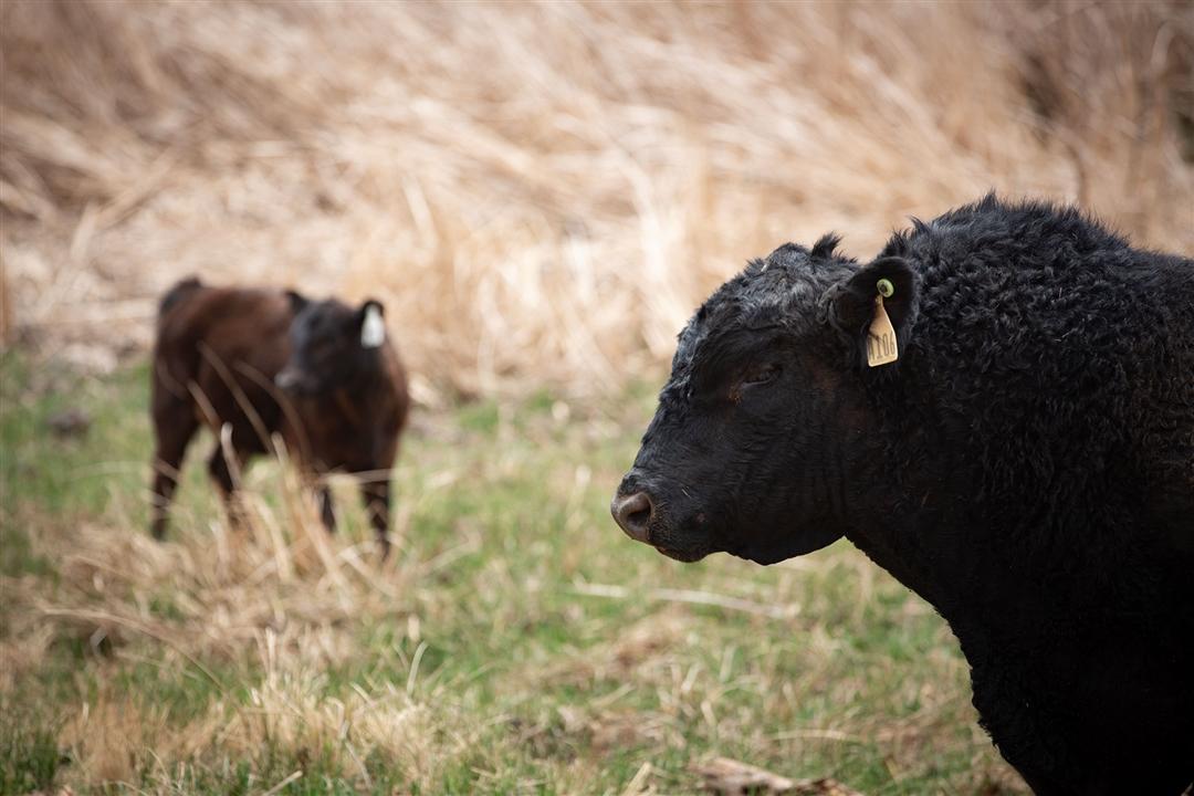 An Angus bull profile standing in front of a small, Angus calf in a pasture.