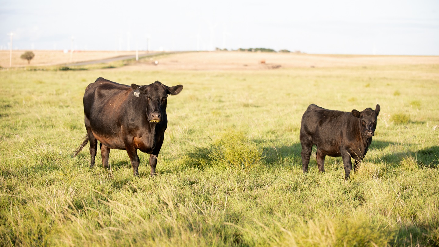 Cow and calf on grass