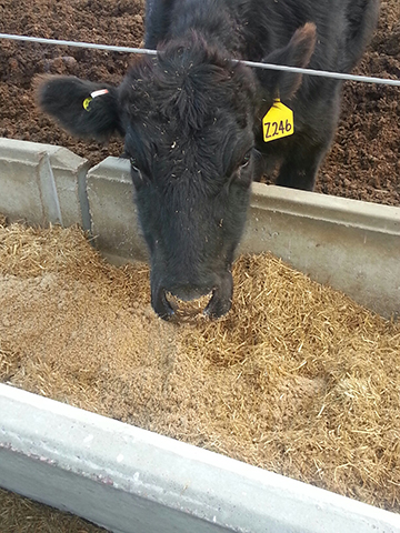 cattle feeding