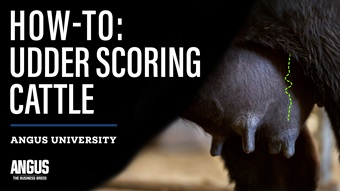 How-To: Udder Scoring Cattle Angus University thumbnail image of teat and udder on an Angus cow.