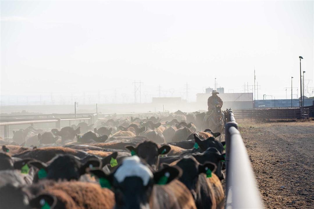 A pen riding moving through a group of cattle at a feedlot.