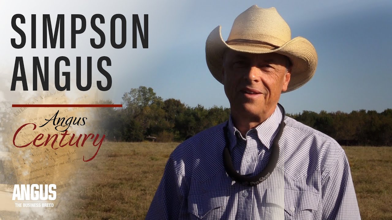 Simpson Angus - Angus Century award winner