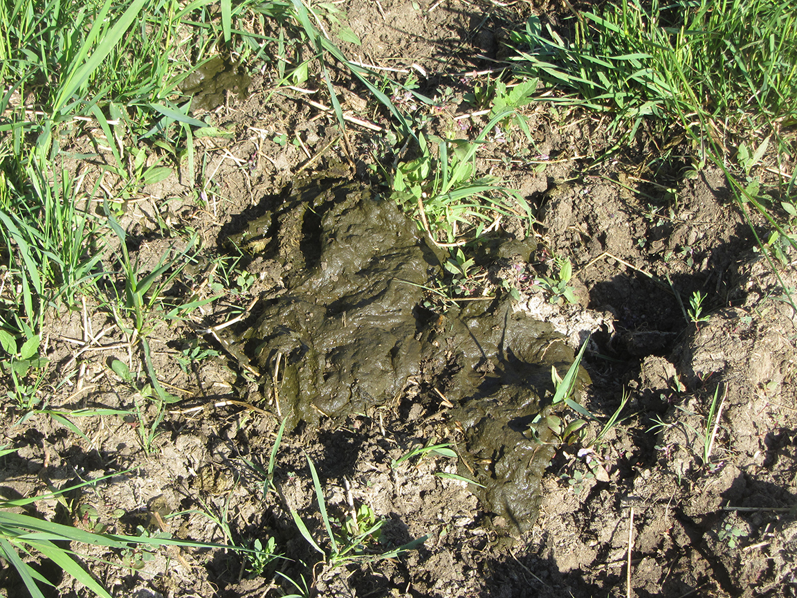 manure scoring 