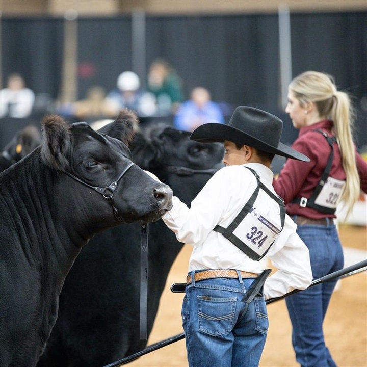 Two exhibitors lining up their Angus heifers in the showring.