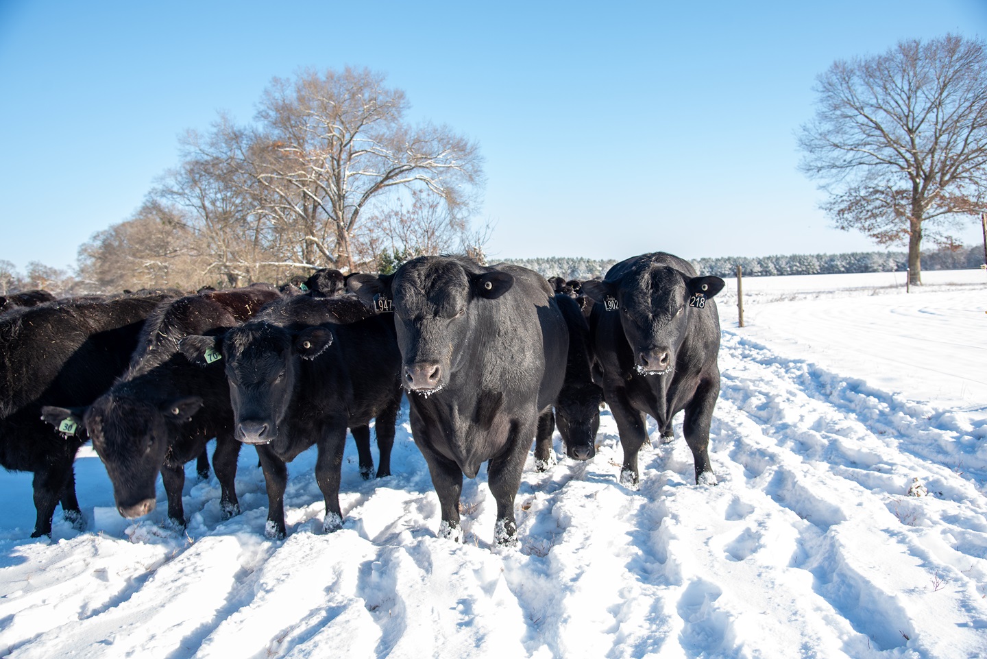 cattle in snow