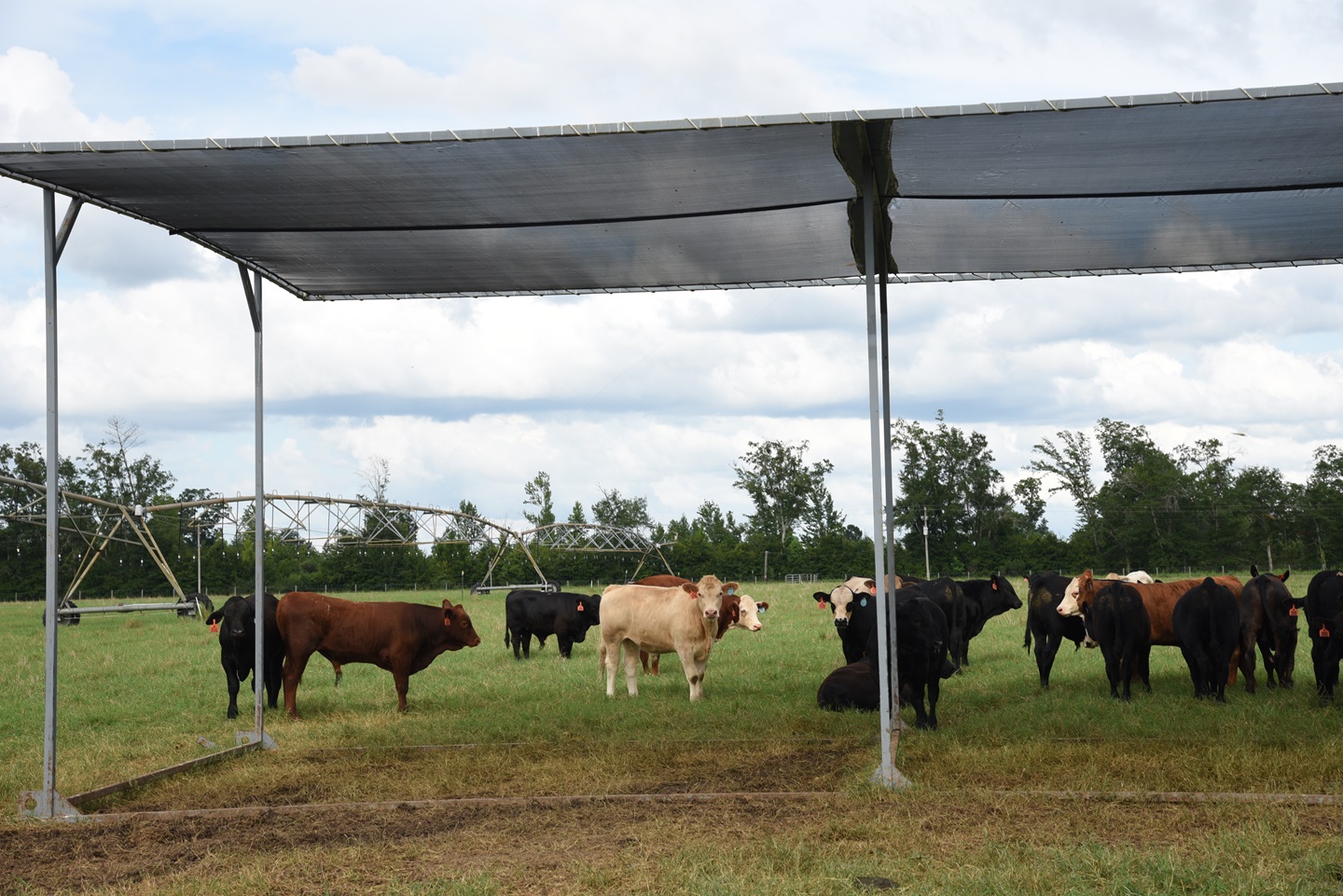 cattle under shade