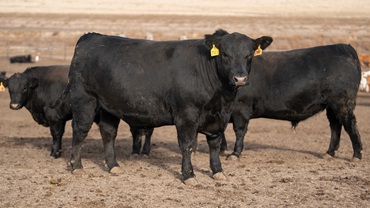 steers in feedlot